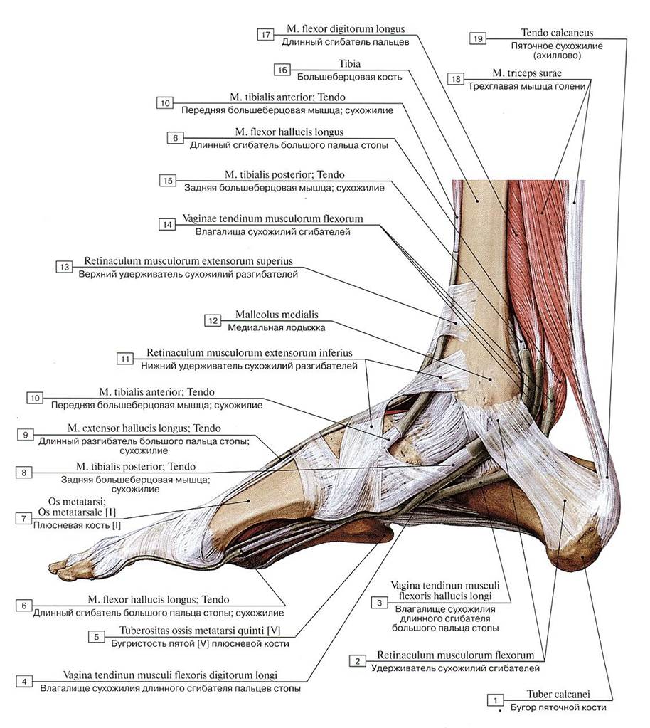 Анатомия сухожилий разгибателей стопы
