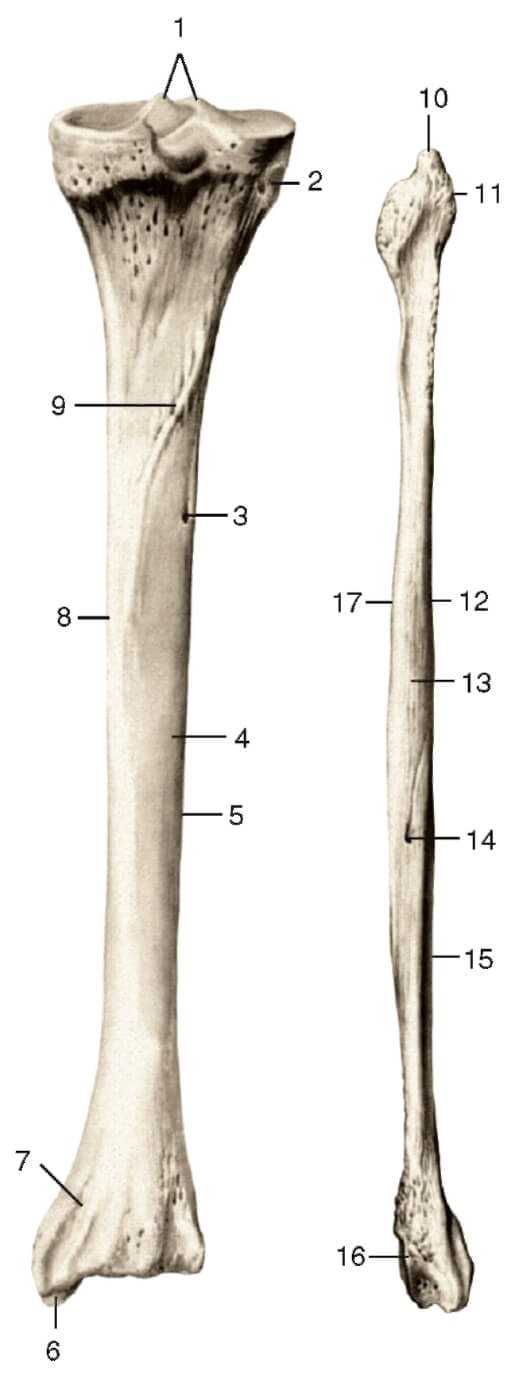 Малоберцовая кость фото