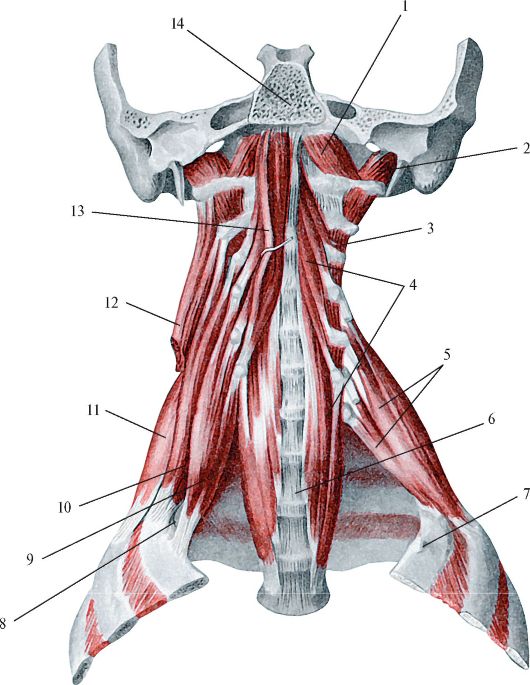 Лестничные мышцы анатомия. Глубокие мышцы передней области шеи. Лестничные и межпоперечные мышцы. Латеральные глубокие мышцы шеи. Мышцы шеи Синельников.