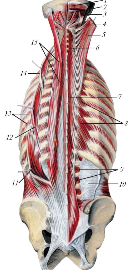 Глубокие мышцы спины анатомия рисунок