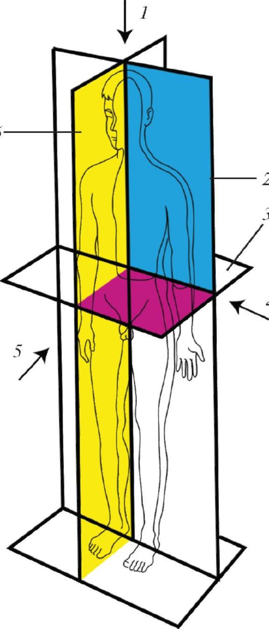 Оси и плоскости человека рисунок