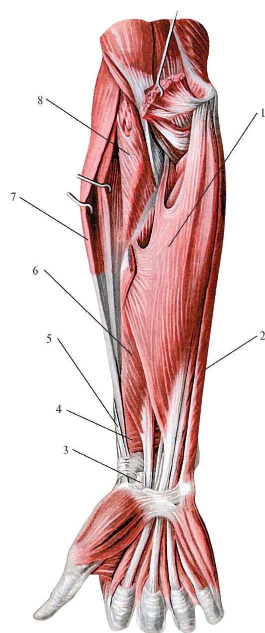Мышцы предплечья топографическая анатомия