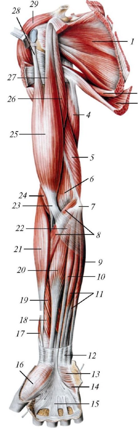 Мышцы предплечья фото