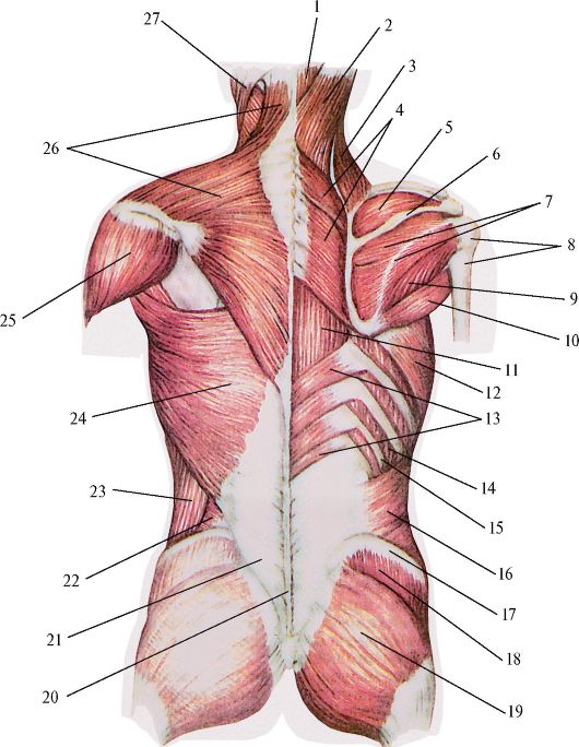 Мышцы спины и ребра. Мышцы спины анатомия. Анатомия спины лопатки мышцы лопатки.