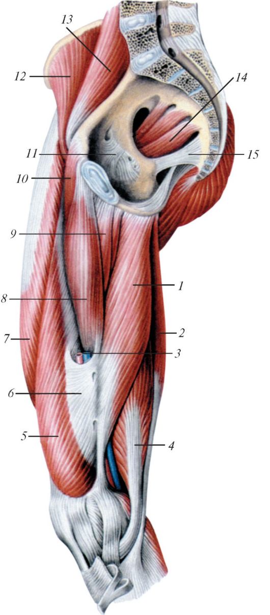 Приводящая группа мышц бедра анатомия