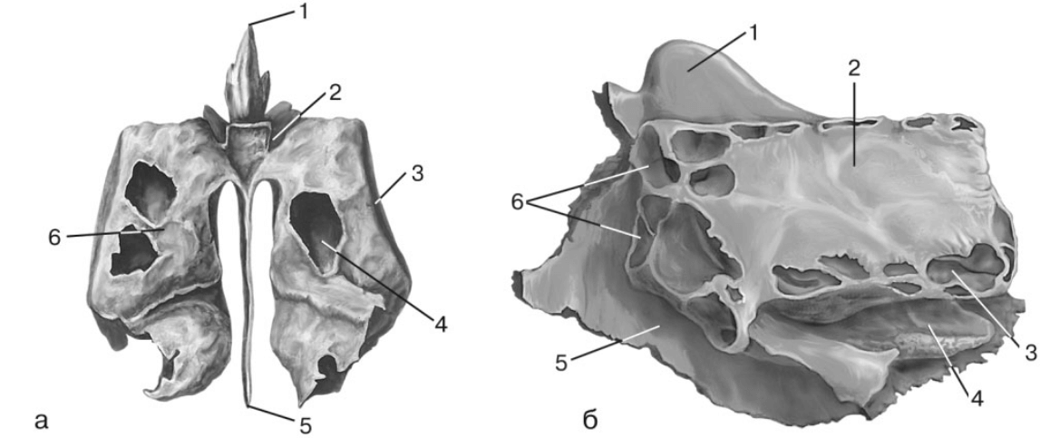 Продырявленная пластинка решетчатой кости. Решетчатая кость Синельников. Кости черепа решетчатая кость. Решетчатая кость анатомия Синельников. Решетчатая кость анатомия.