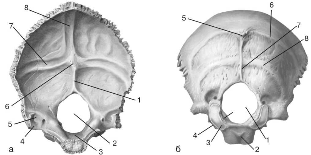Мыщелки черепа. Кости черепа затылочная кость. Затылочная кость анатомия. Затылочная кость os occipitale. Затылочная кость снаружи и внутри.