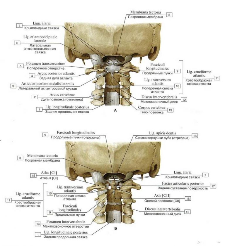 Соединения между затылочной костью