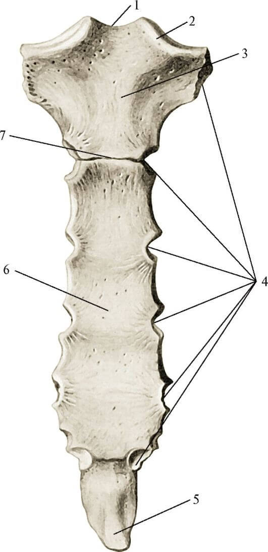 Грудина sternum