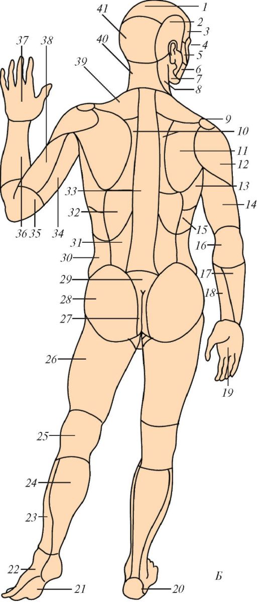 Название частей человека. Тело человека схема. Название человеческих частей тела. Анатомическое название частей тела человека.
