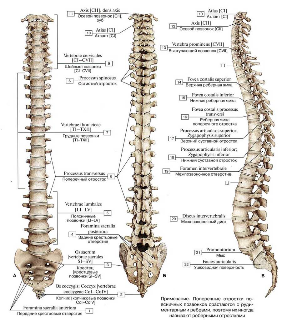 Топографическая анатомия позвоночного столба презентация