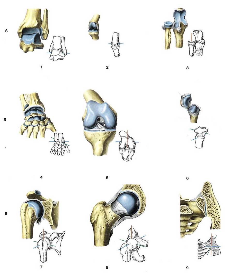 Сустав 1а. Соединения костей блоковидный сустав. Суставы человека по форме. Соединение костей классификация суставов. Суставы подвижные соединения одноосные.