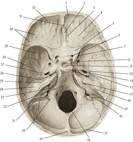 Внутренняя поверхность отверстия. Внутреннее основание черепа Синельников. Внутреннее основание черепа лобная кость. Основание черепа изнутри анатомия. Череп анатомия человека основание черепа.