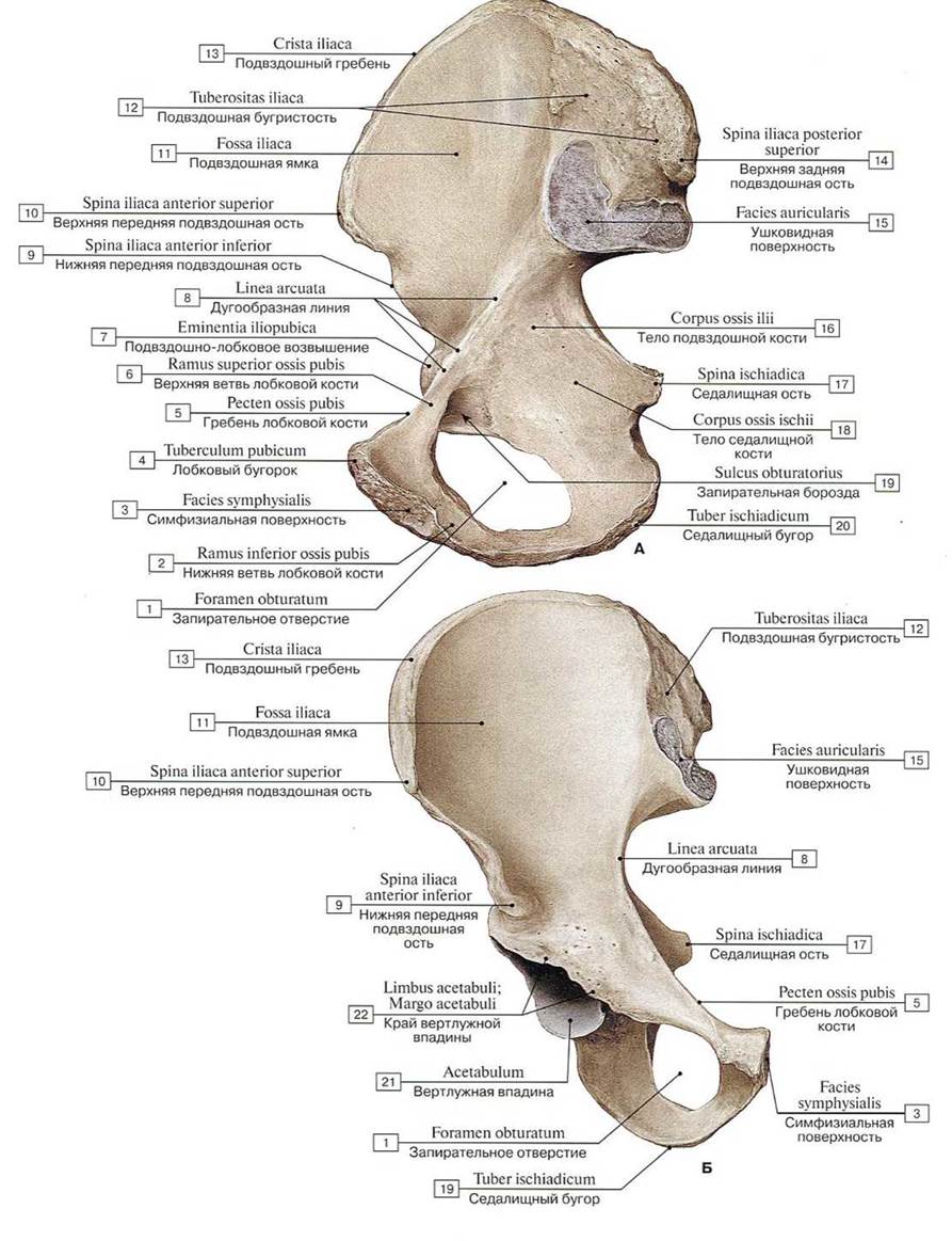 Кости таза рисунок с подписями