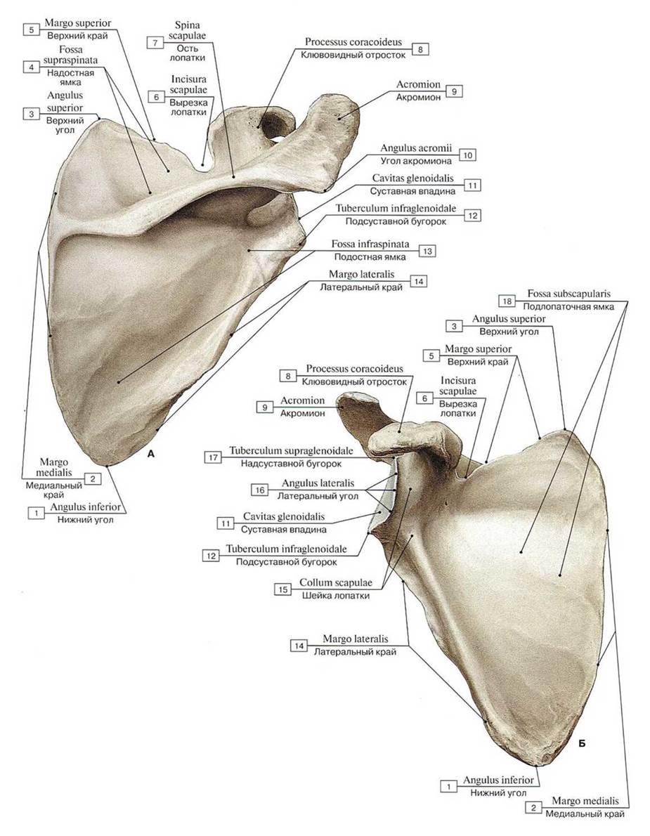 Лопатка анатомия человека латынь