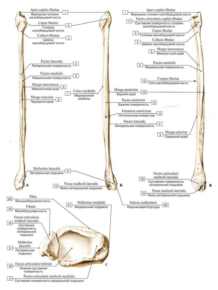 Под каким номером на рисунке обозначена малоберцовая кость