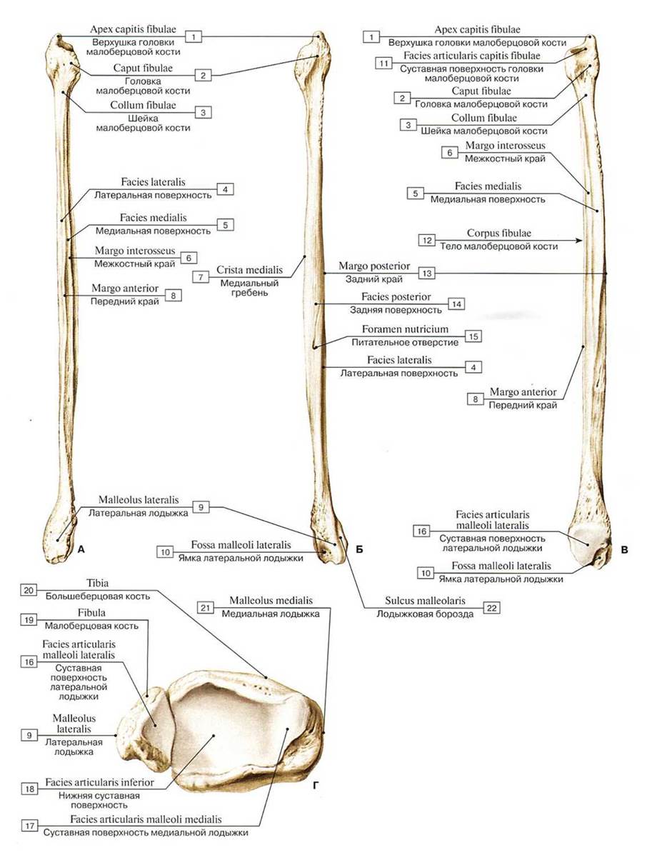 Строение малоберцовой кости анатомия