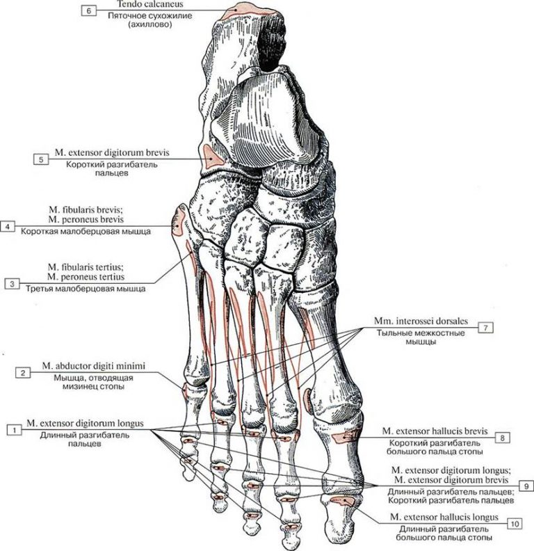 Строение костей стопы человека фото с описанием