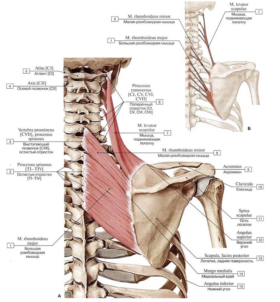 Поднимающая латынь. Анатомия человека места прикрепления мышц. Мышца поднимающая лопатку иннервация. Ромбовидные мышцы спины анатомия. Мышца поднимающая лопатку латынь.