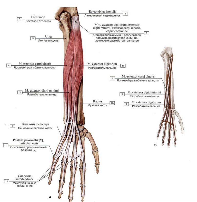 Разгибатель пальцев кисти