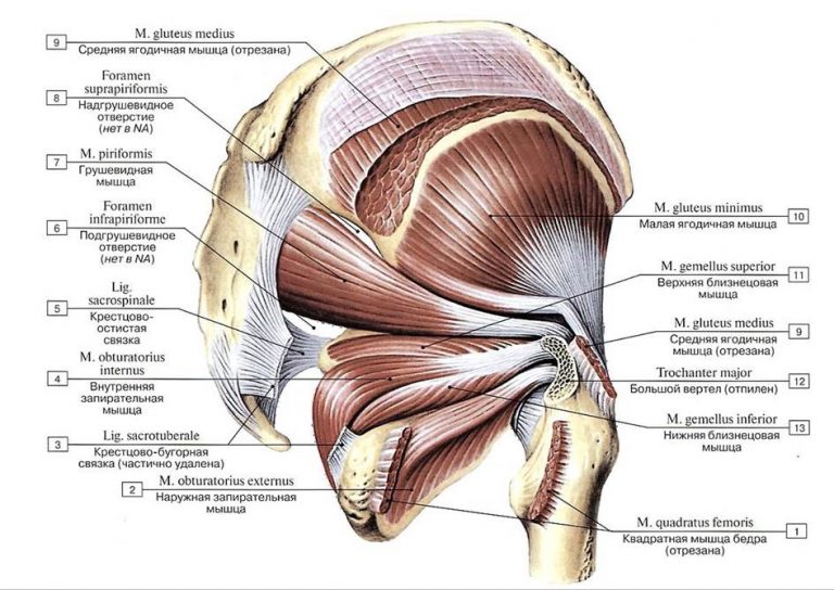 Obturatorius externus мышца