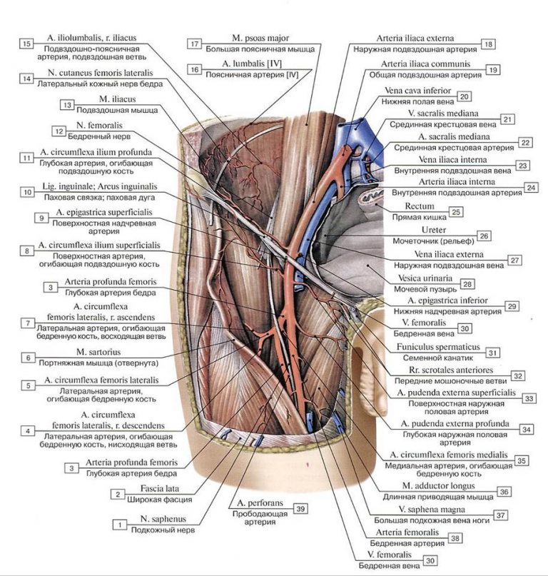 Бедренный канал рисунок