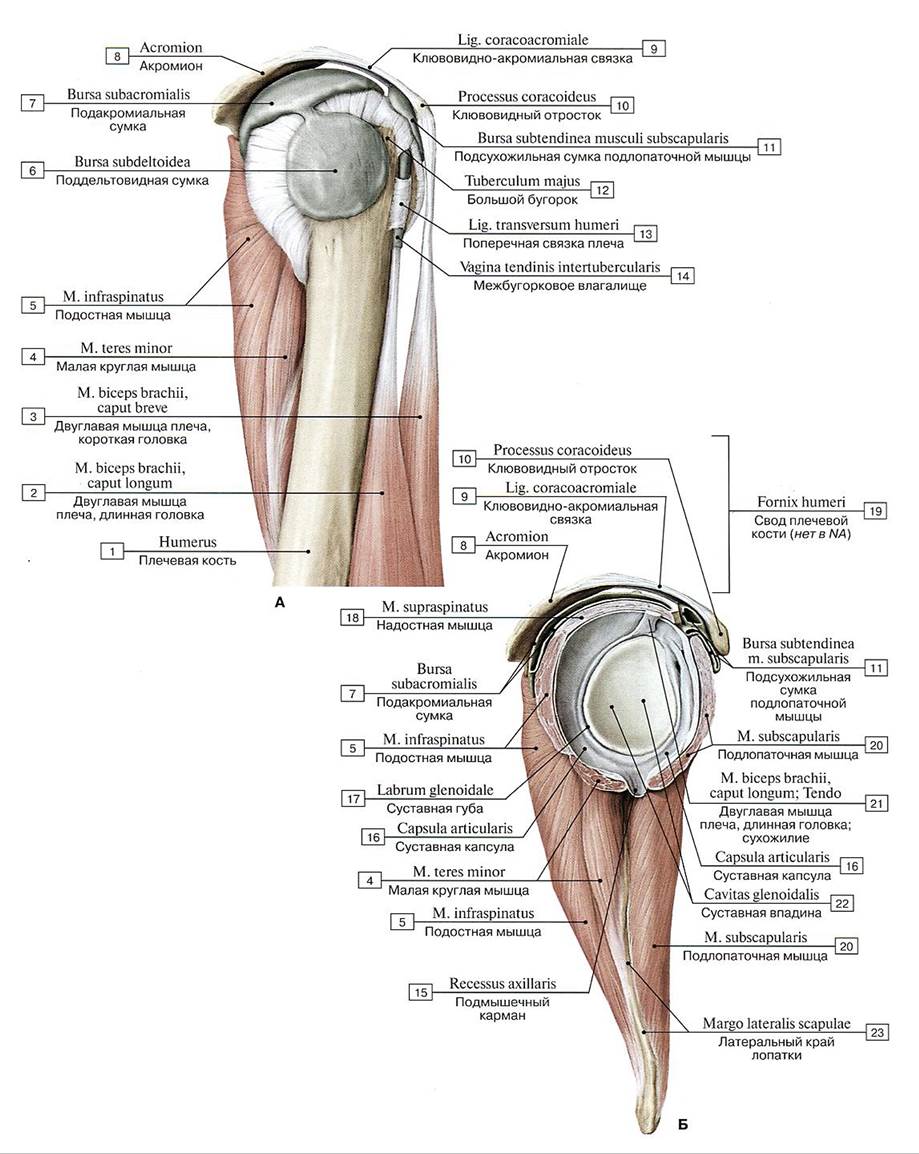Суставы и мышцы плечевого сустава анатомия