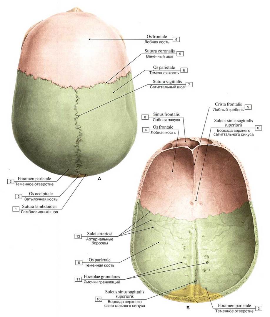 Швы черепа анатомия картинки