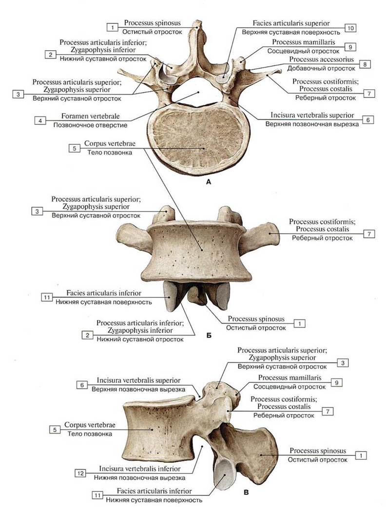 Суставные отростки. Поясничный позвонок вид сбоку и сзади. Поясничный позвонок кость анатомия. Третий поясничный позвонок вид сзади. Поясничный позвонок вид сбоку и сверху.