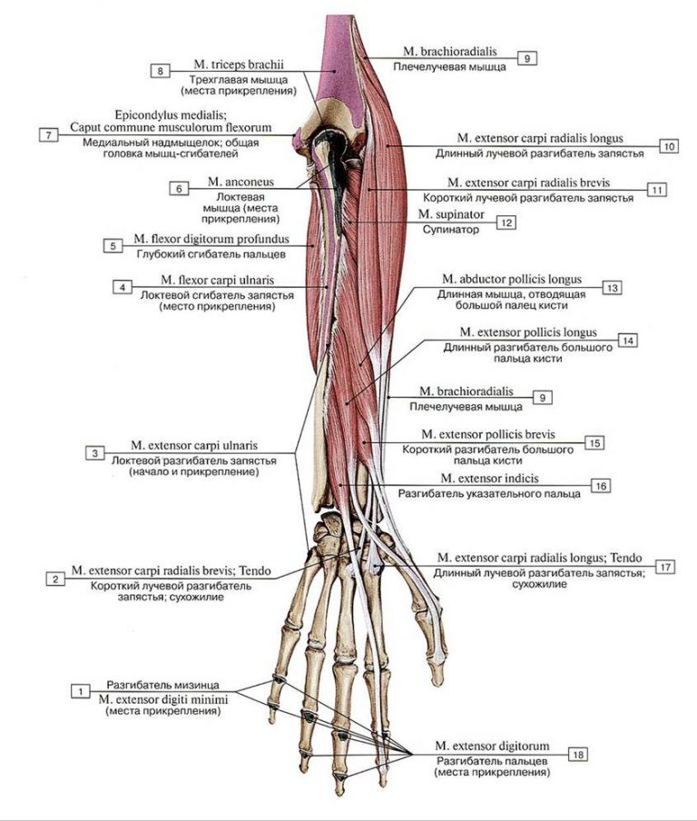 Длинные мышцы кисти. Мышцы разгибатели предплечья. Супинатор мышца предплечья. Локтевой сгибатель запястья анатомия. Короткий разгибатель 1 пальца.